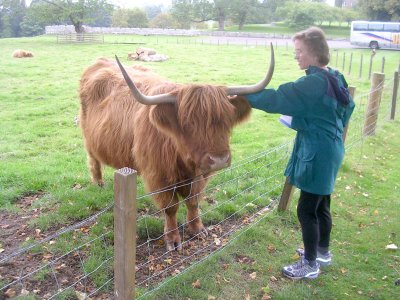 Highland Steer and Terry.